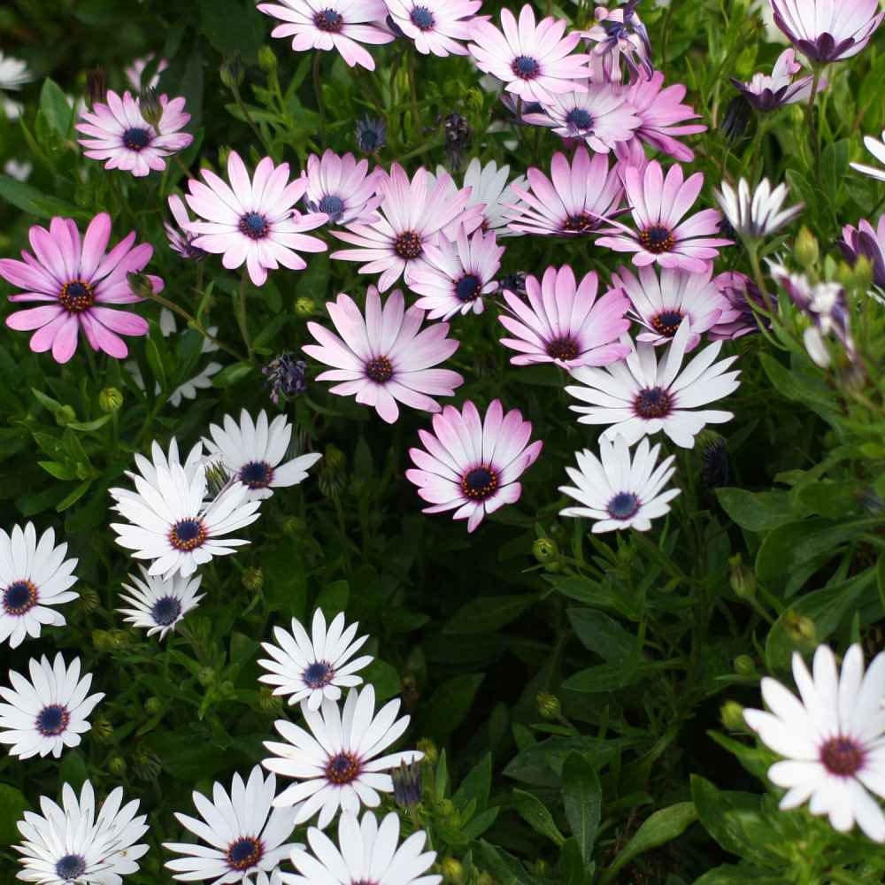 White & Purple Mix African Daisy Seeds, 100+ seeds