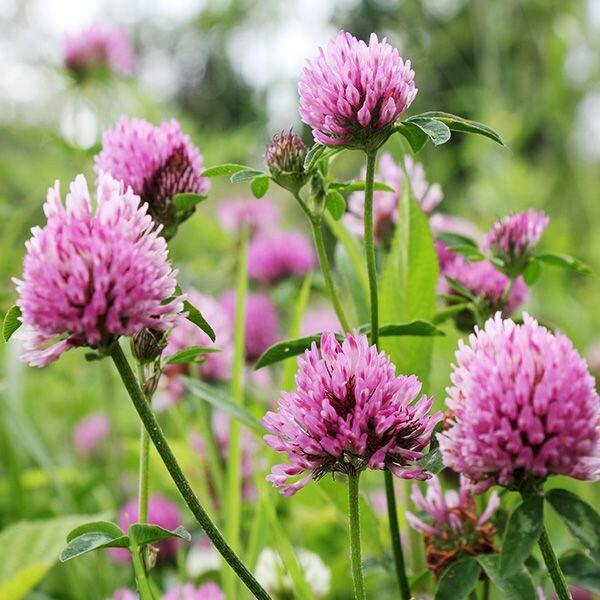 red clover seed planting 40+ Seeds| Medium Red Clover Seeds - Grass & Groundcover Seeds