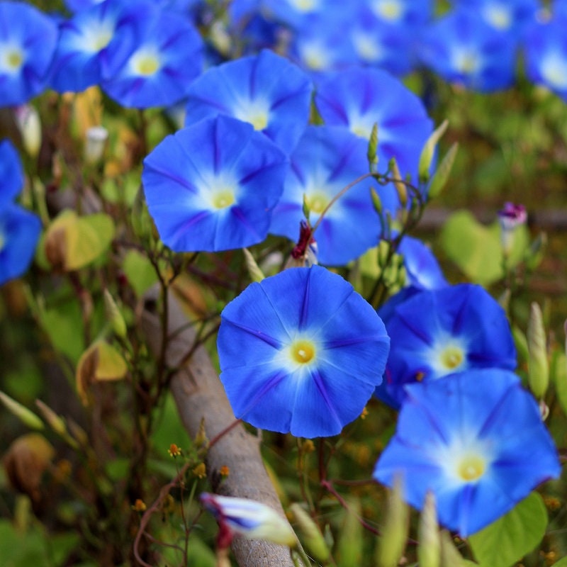 30+ Rare Seeds-Heavenly Blue Morning Glory Seeds #F001