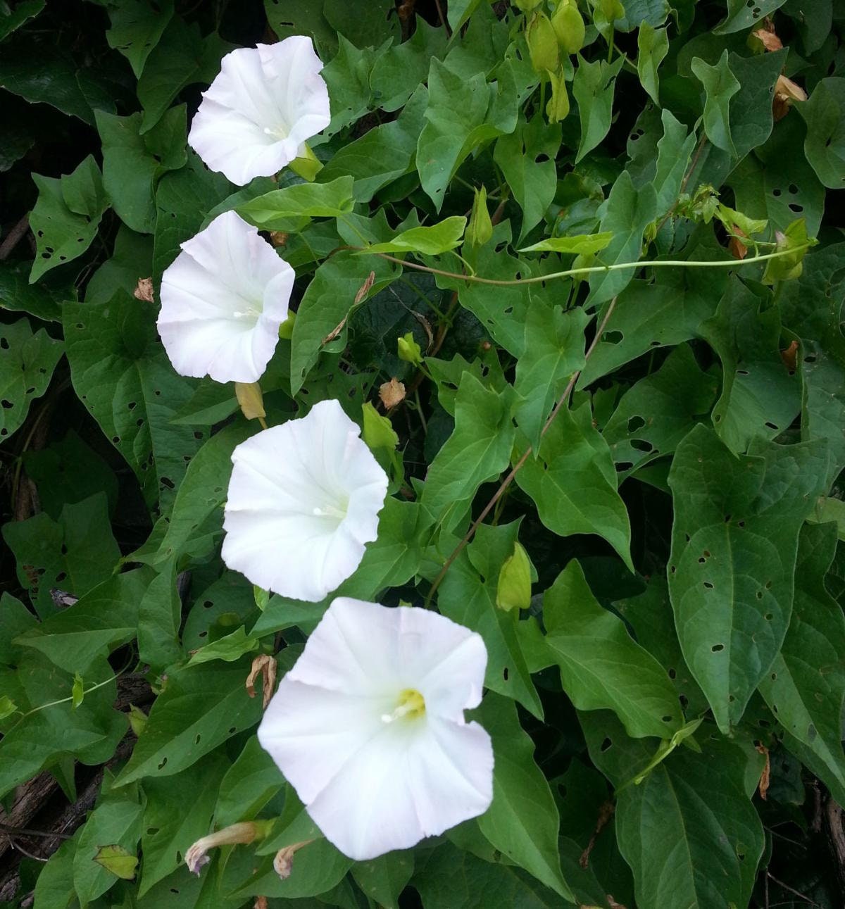 30+ Rare Seeds - White Morning Glory Seeds