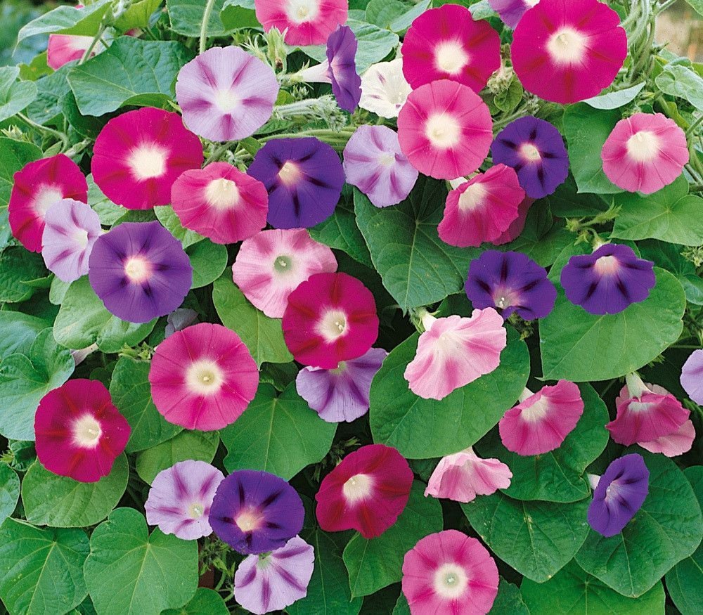 30+ Rare Seeds - Mix Color Morning Glory Seeds