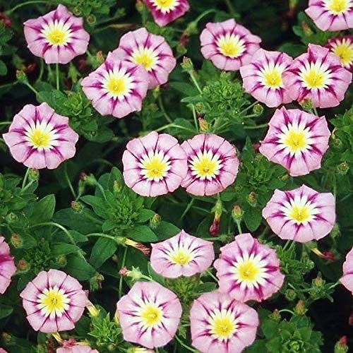 rose vine seeds 30+ Rare Seeds| Ensign Rose Morning Glory Seeds- Ipomoea Climbing Vine Fast Growing Annual Flower with Colorful Blooms for Garden Trellis Fence,