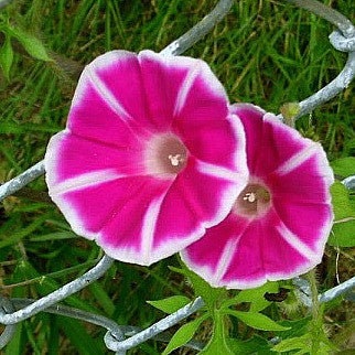 30+ Rare Seeds - Rosita Morning Glory Seeds