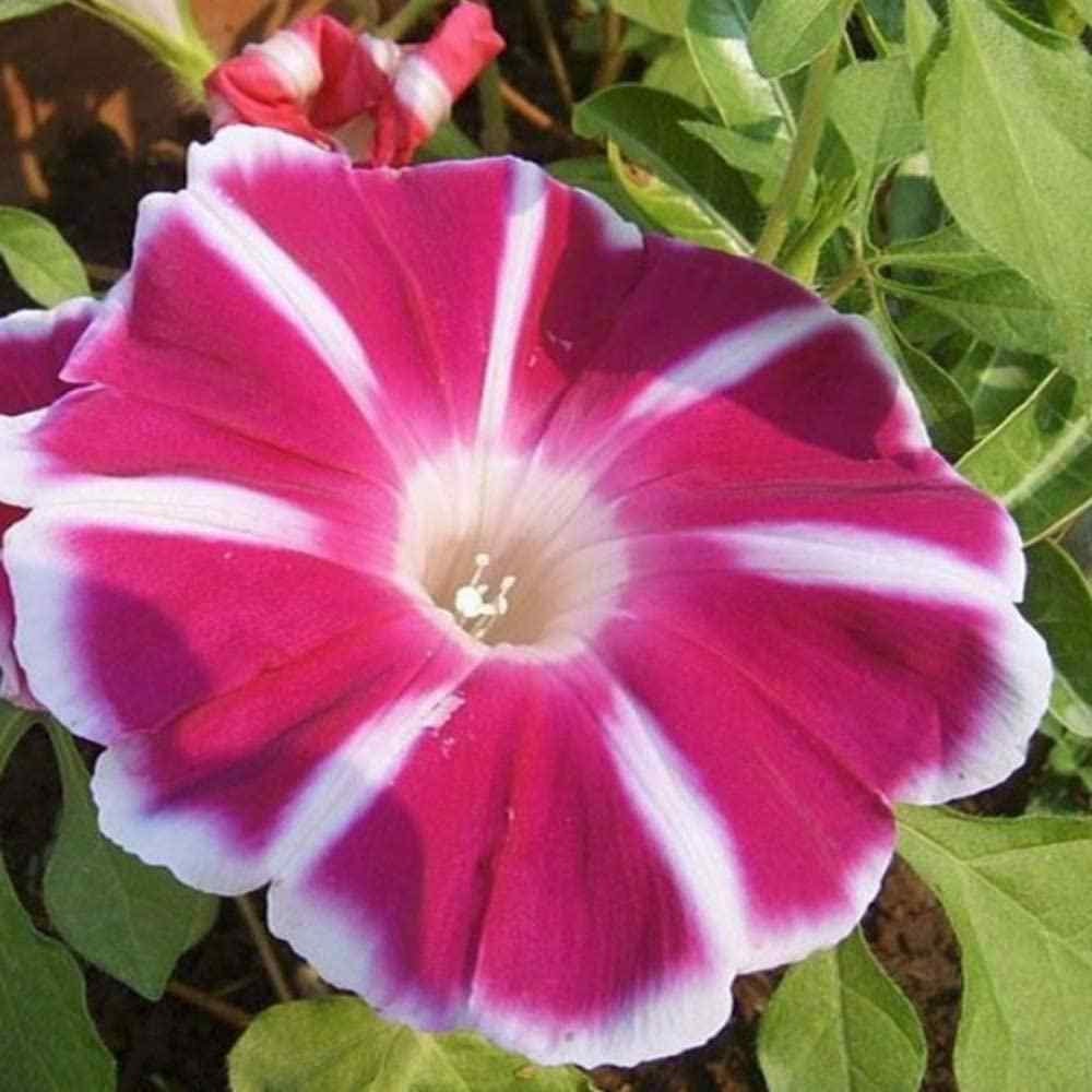 30+ Rare Seeds - Rosita Morning Glory Seeds