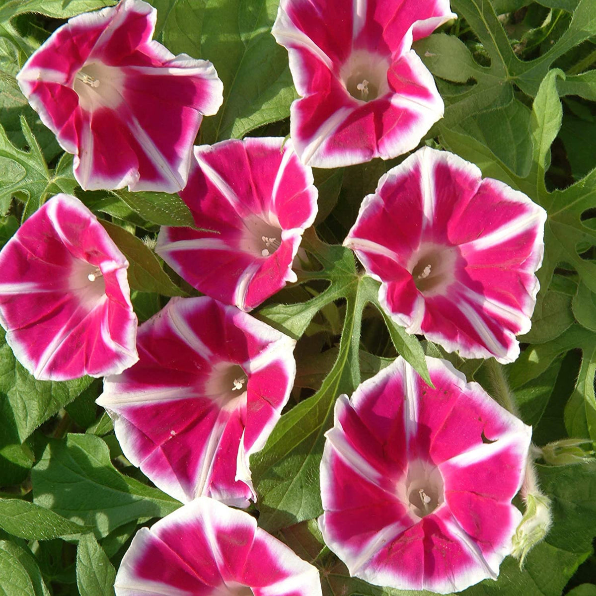 30+ Rare Seeds - Rosita Morning Glory Seeds