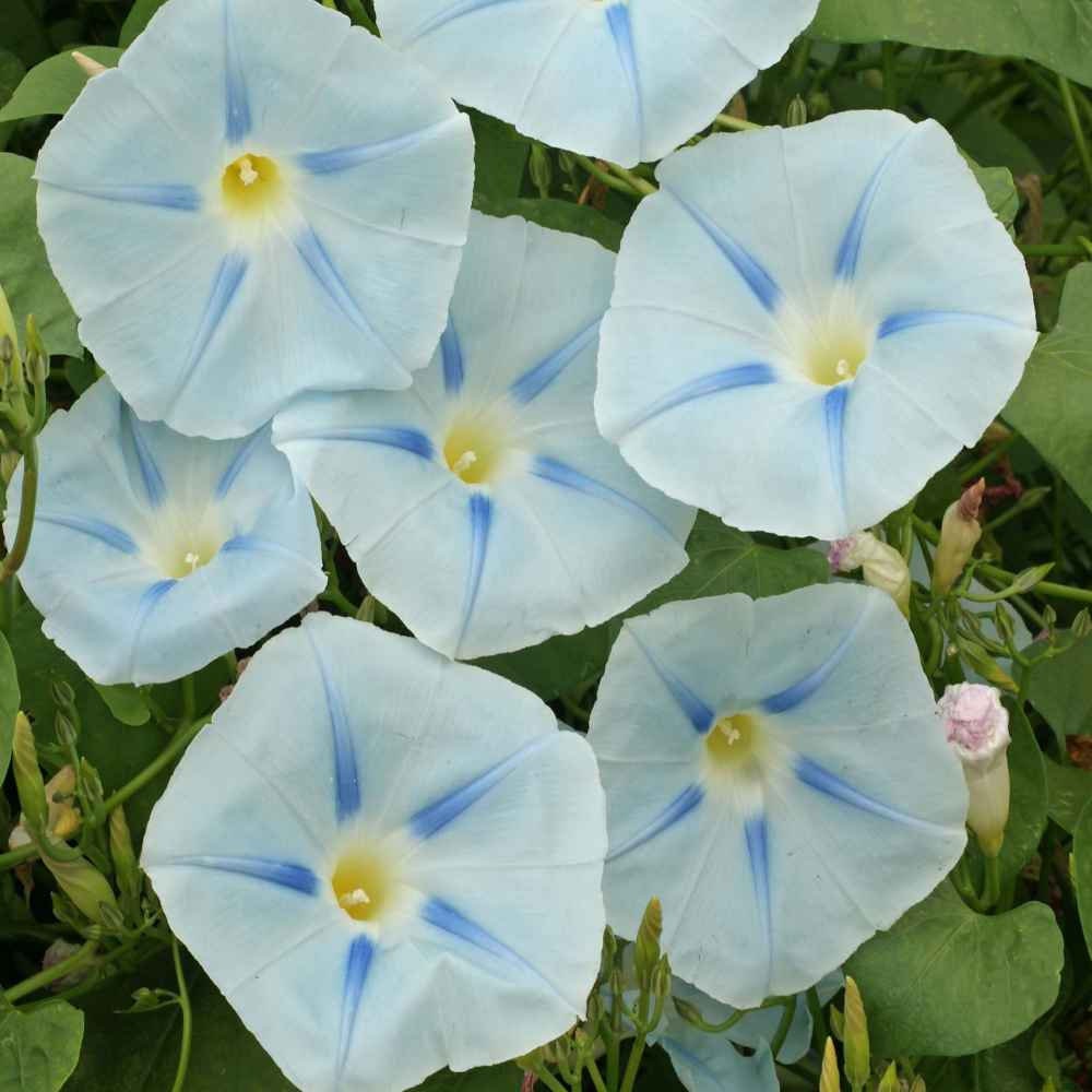 30+ Rare Seeds - Ismay Morning Glory Seeds