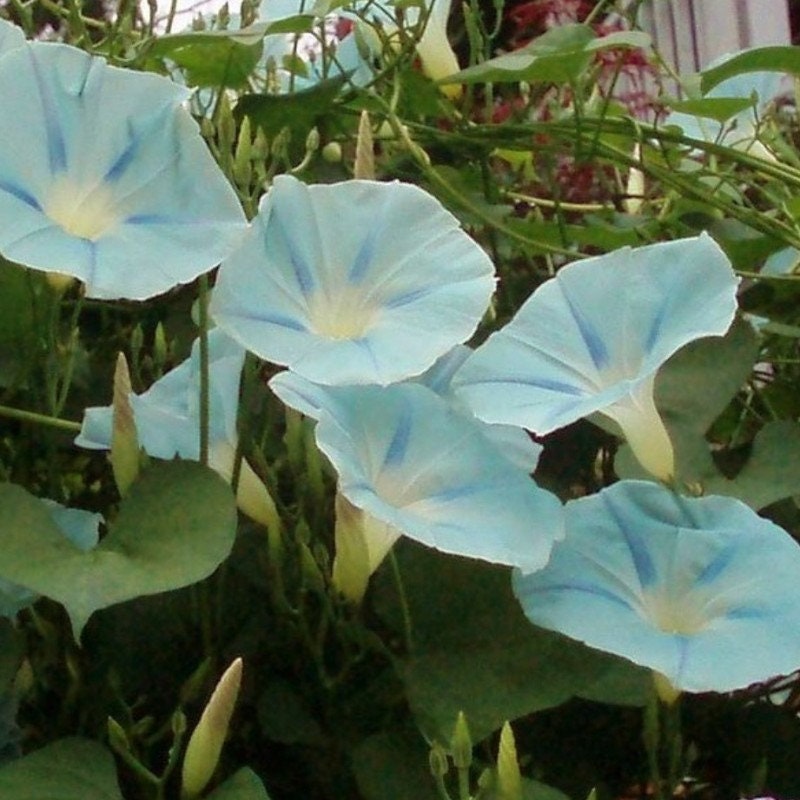 30+ Rare Seeds - Ismay Morning Glory Seeds