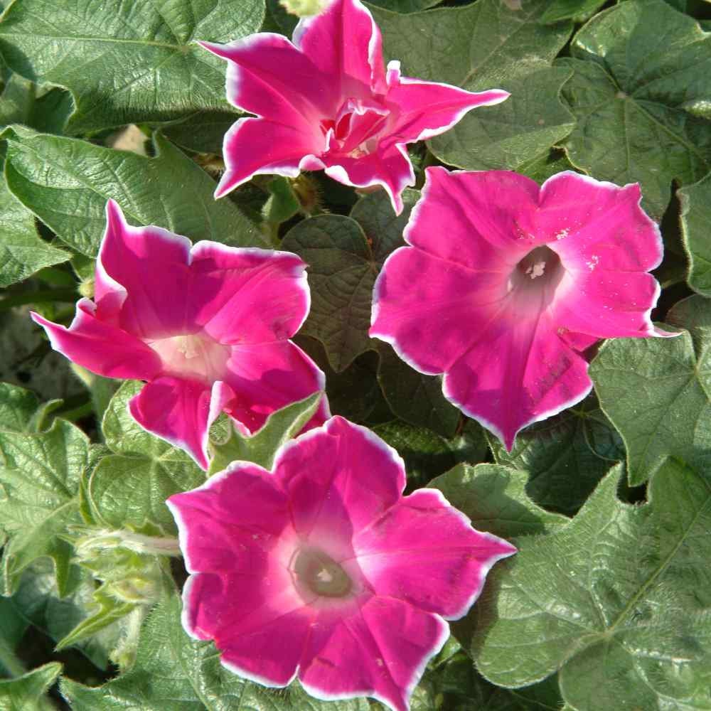 30+ Rare Seeds-Red Picotee Morning Glory Seeds