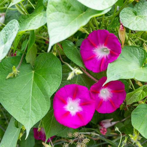 30+ Rare Seeds - Pink Crimson Glory Seeds