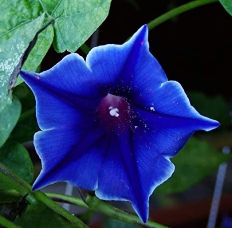 30+ Rare Seeds| Blue Picotee Morning Glory  Seeds #F014