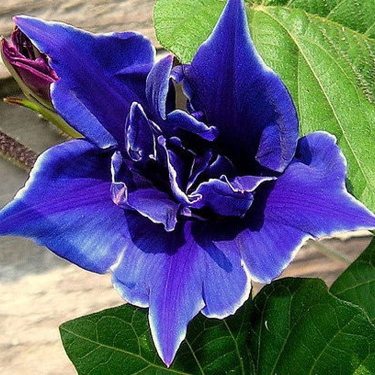 Morning Glory Seeds - Climbing Vine, 30+ seeds