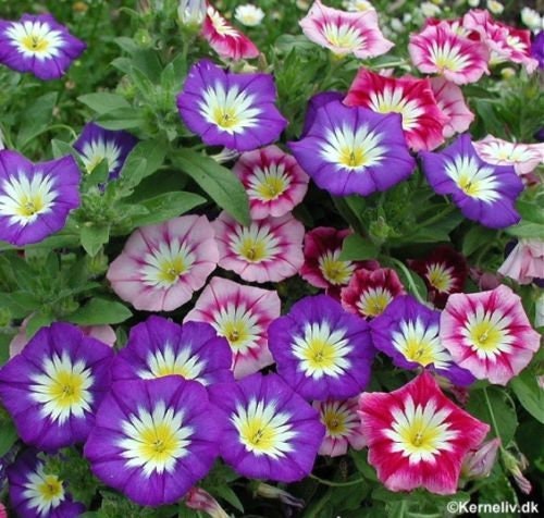 30+ Rare Seeds - Ensign Mix Morning Glory Seeds