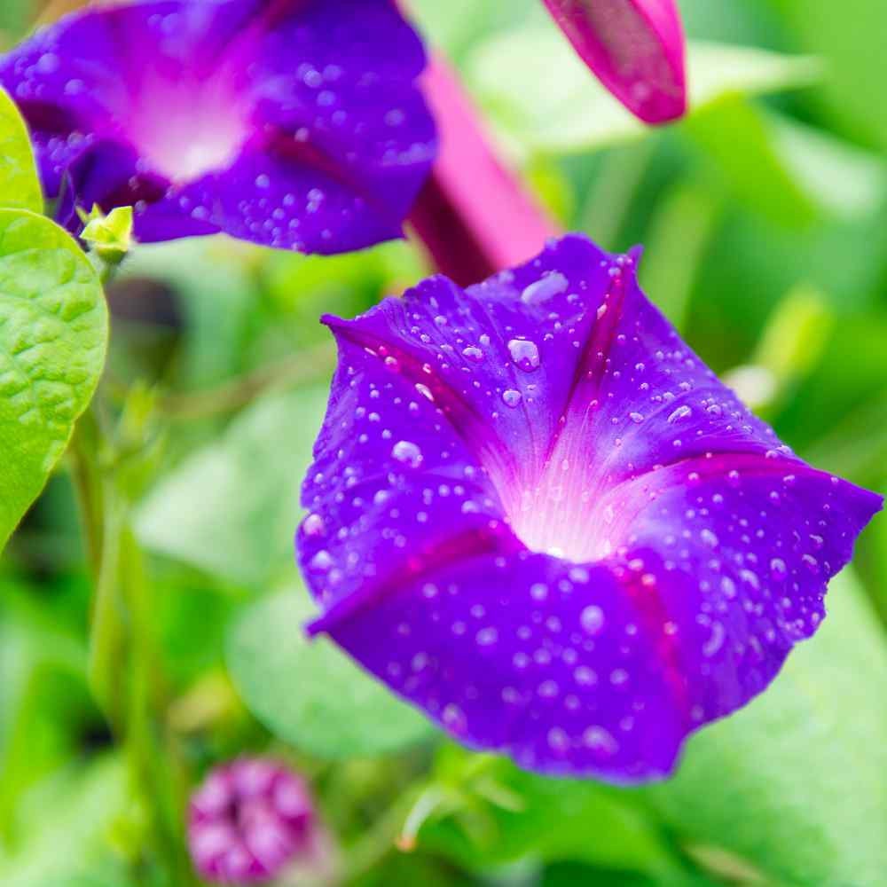 Purple Grandpa Ott Morning Glory Seeds - Climbing Vine, 30+ seeds