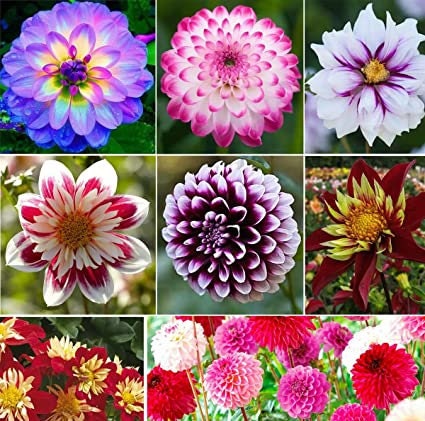 Mix Color Rare Dahlia Seeds - Container, 40+ seeds