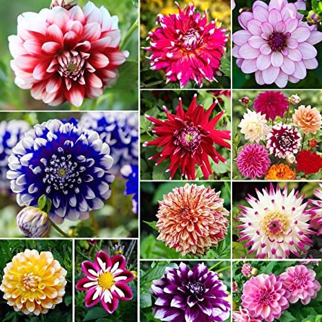 Mix Color Rare Dahlia Seeds - Container, 40+ seeds