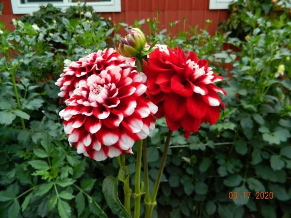 Checkers Dahlia Seeds - Heirloom Dahlia Mix, Cut Flowers, 40+ seeds