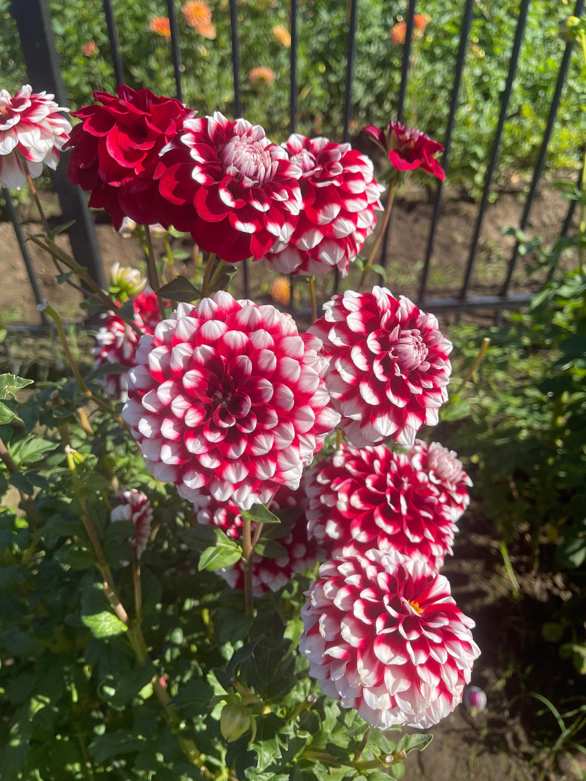 Checkers Dahlia Seeds - Heirloom Dahlia Mix, Cut Flowers, 40+ seeds