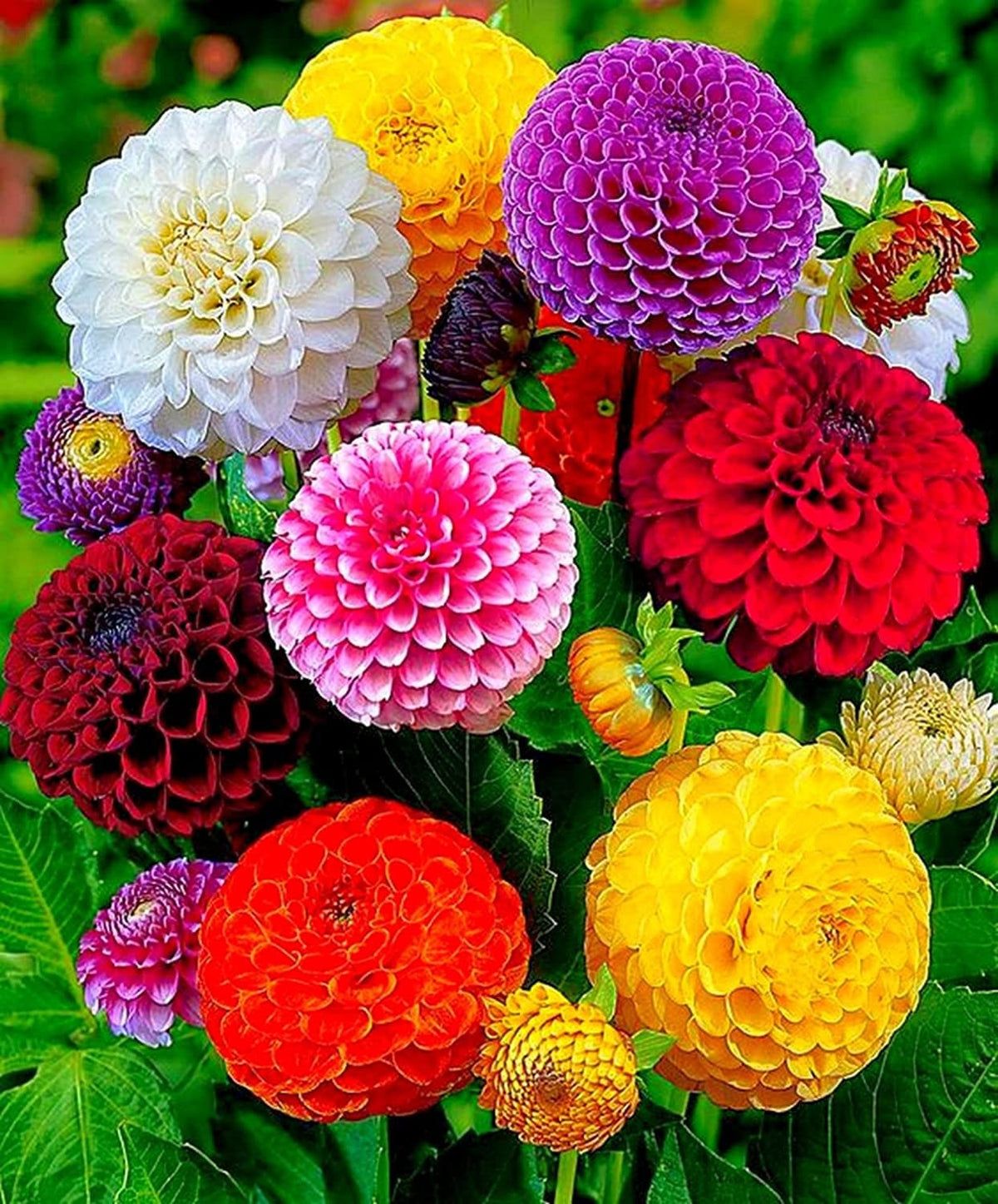 Pompon Dahlia Mix Seeds - Container, Beds & Cut Bouquets, 40+ seeds