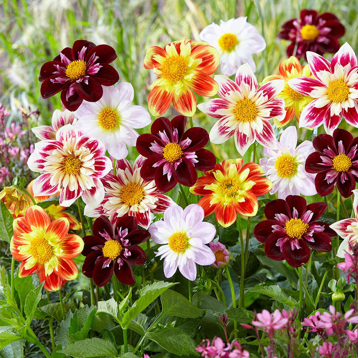 Mixed Collarette Dahlia Seeds - Container, 40+ seeds