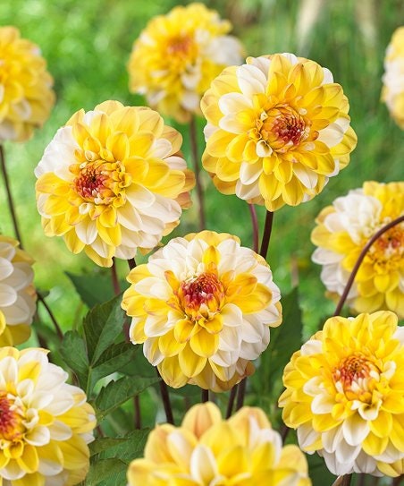 Decorative Double Jill Dahlia Seeds - Container, 40+ seeds