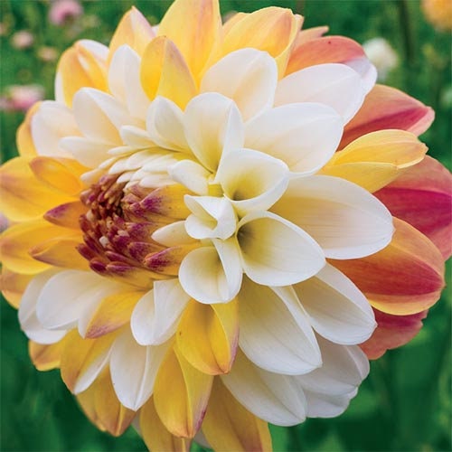 Decorative Double Jill Dahlia Seeds - Container, 40+ seeds