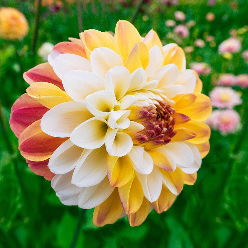 Decorative Double Jill Dahlia Seeds - Container, 40+ seeds