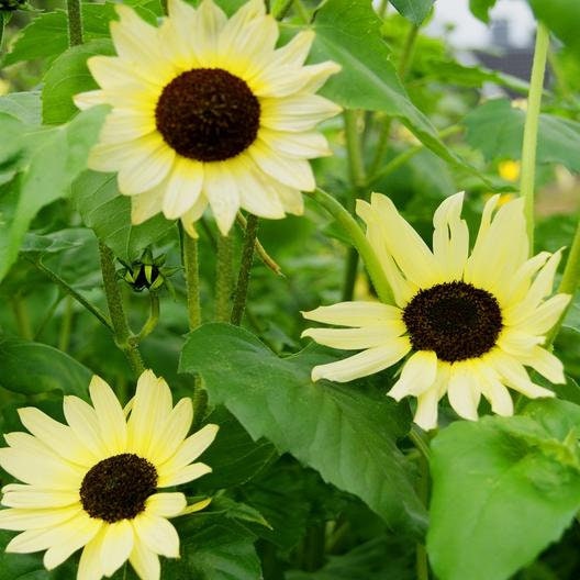 Lemon Queen Sun Flowers Seeds, 25+ seeds