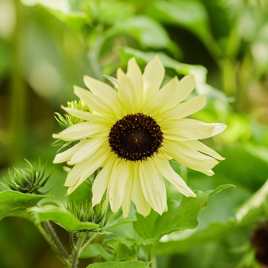 Lemon Queen Sun Flowers Seeds, 25+ seeds