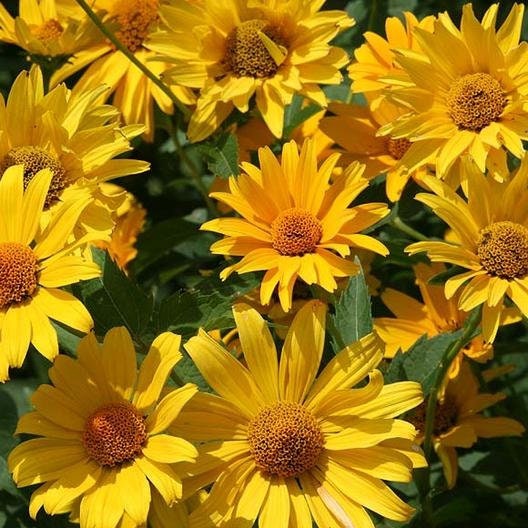 Ox Eye Sunflower Seeds - Attracts Bees & Butterflies, 25+ seeds