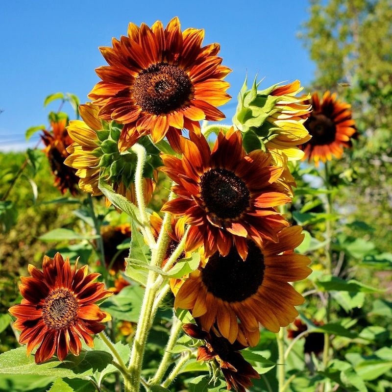 Evening Colors Sunflower Seeds, 25+ seeds