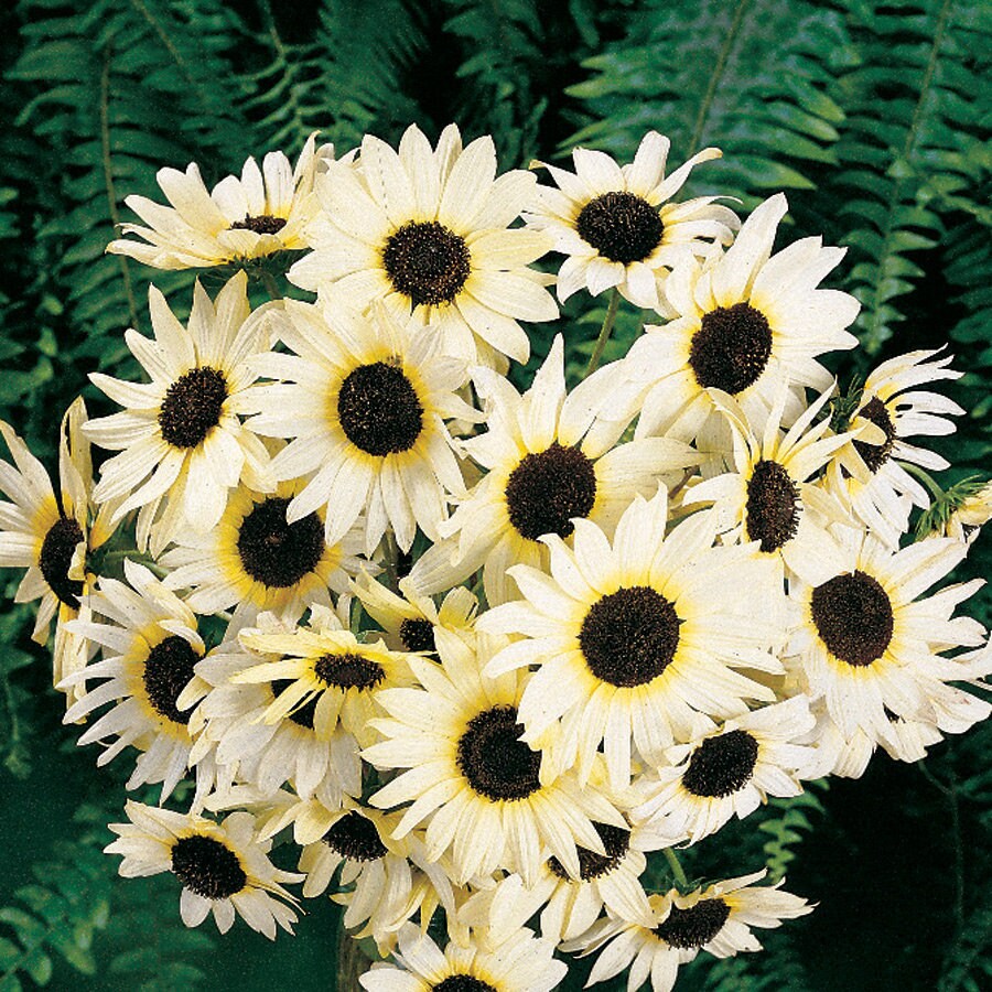 Italian White Sunflower Seeds - Attracts Bees & Butterflies, 25+ seeds