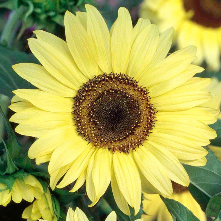 Moonshine Sunflower Seeds - Attracts Bees & Butterflies, 25+ seeds