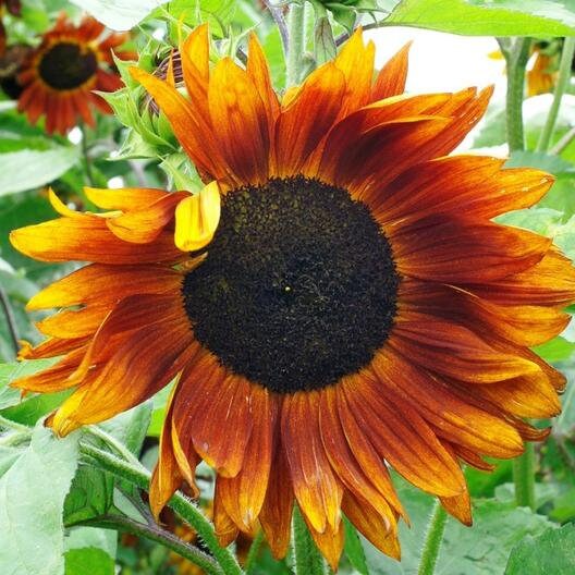 Crimson Queen Sunflower Seeds - Attracts Bees & Butterflies, 25+ seeds