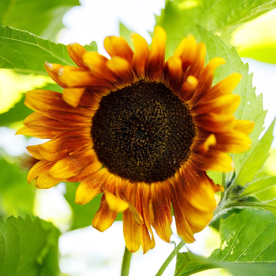 Crimson Queen Sunflower Seeds - Attracts Bees & Butterflies, 25+ seeds
