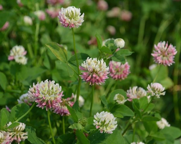 Alsike Clover Seeds - Grass & Groundcover Seeds, Trifolium, 40+ seeds