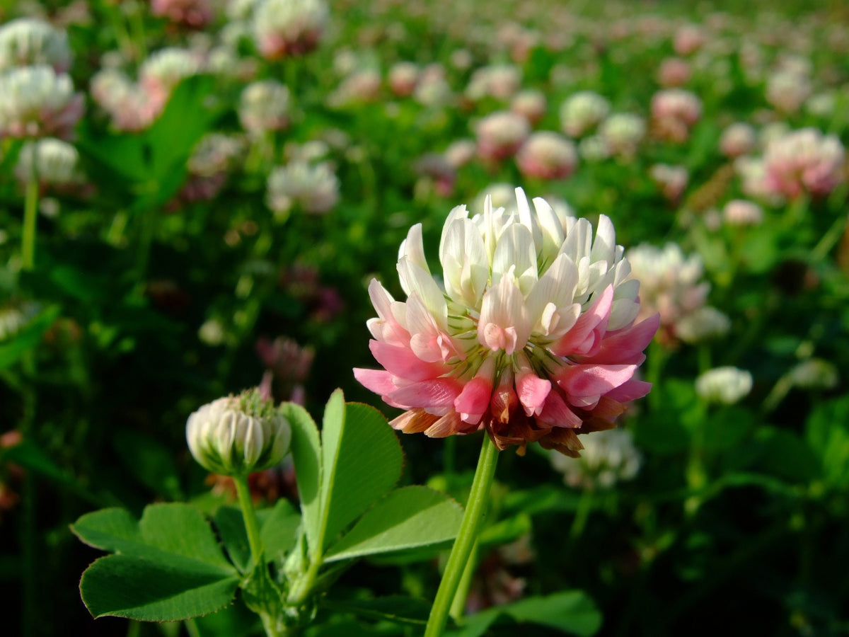 Alsike Clover Seeds - Grass & Groundcover Seeds, Trifolium, 40+ seeds