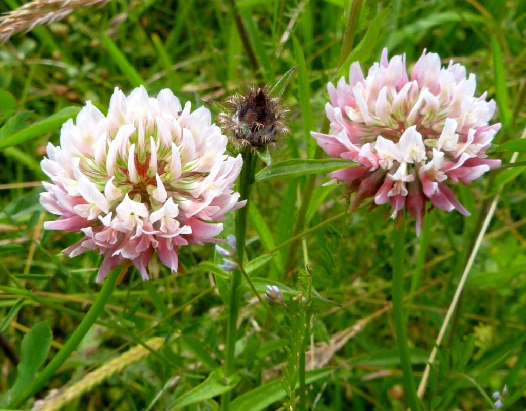 Alsike Clover Seeds - Grass & Groundcover Seeds, Trifolium, 40+ seeds