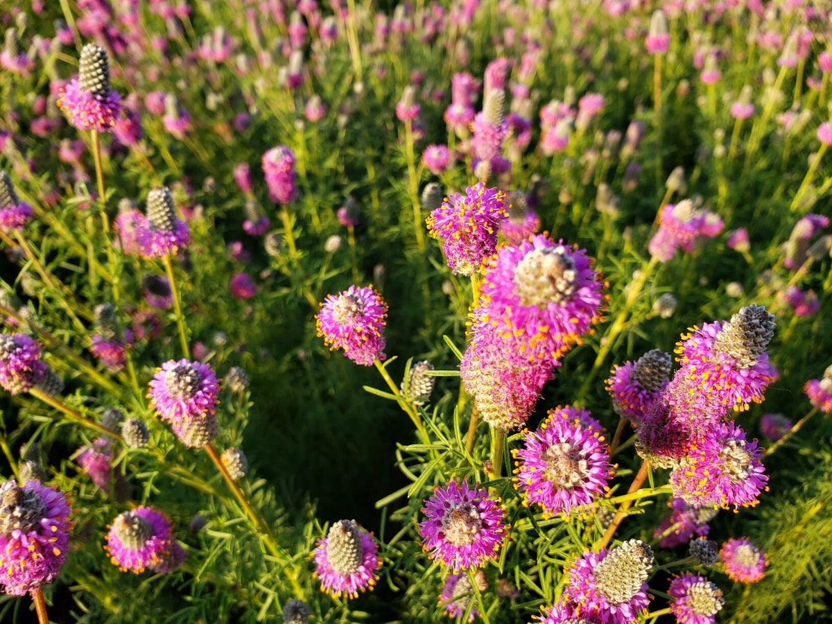 40+ Seeds| Purple Prairie Clover Seeds  For Planting In The Garden  #J005