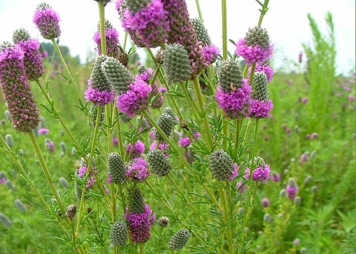 Purple Prairie Clover Seeds - Grass & Groundcover Seeds, 40+ seeds