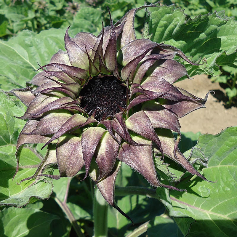 Sun-Fill Purple Sunflower Seeds, 25+ seeds