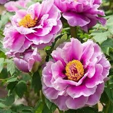 10+ Seeds|  Chojuraku tree peony Flower Seeds  for planting in the garden- perennial plant #B050