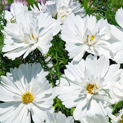 Cupcake White Cosmos Seeds - Drought Tolerant, Cut Flower, 50+ seeds