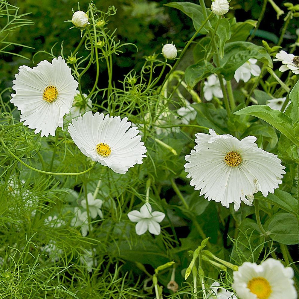 Cupcake White Cosmos Seeds - Drought Tolerant, Cut Flower, 50+ seeds