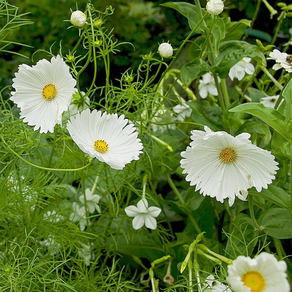 50+ Seeds| Cosmos Seeds - Cupcake White Flower Seeds For Planting  #L008
