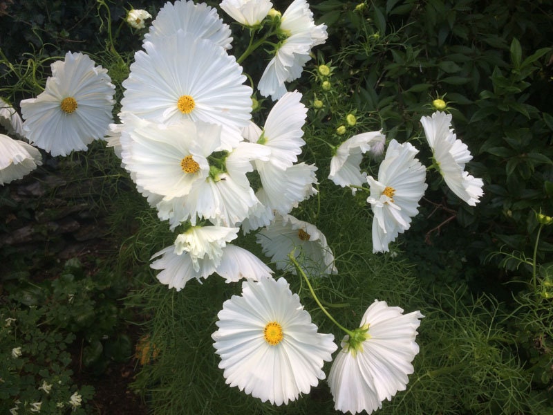 50+ Seeds| Cosmos Seeds - Cupcake White Flower Seeds For Planting  #L008