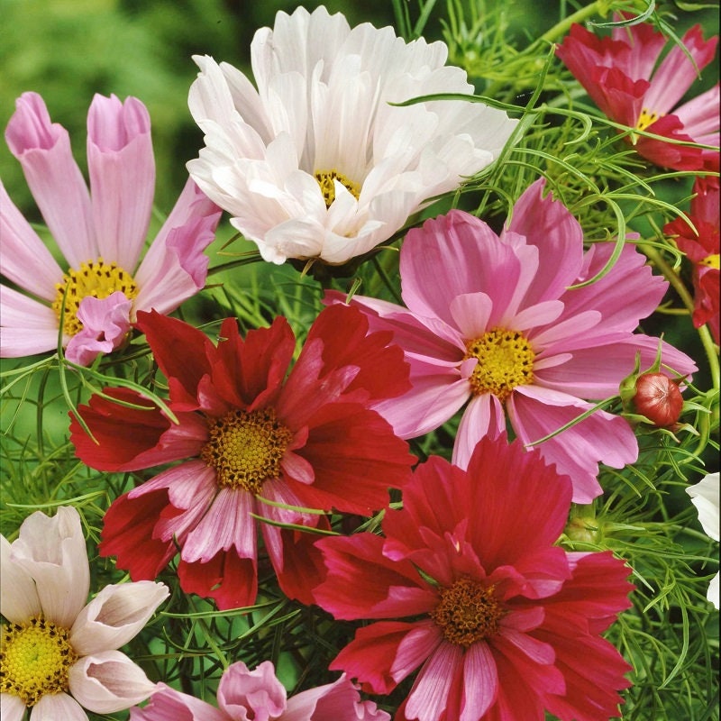 Seashells Mix Cosmos Seeds - Drought Tolerant, Cut Flower, 50+ seeds