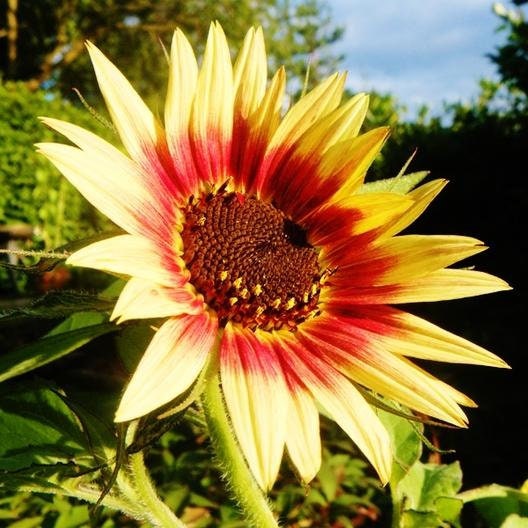 Sunflower Magic Roundabout Seeds, 25+ seeds