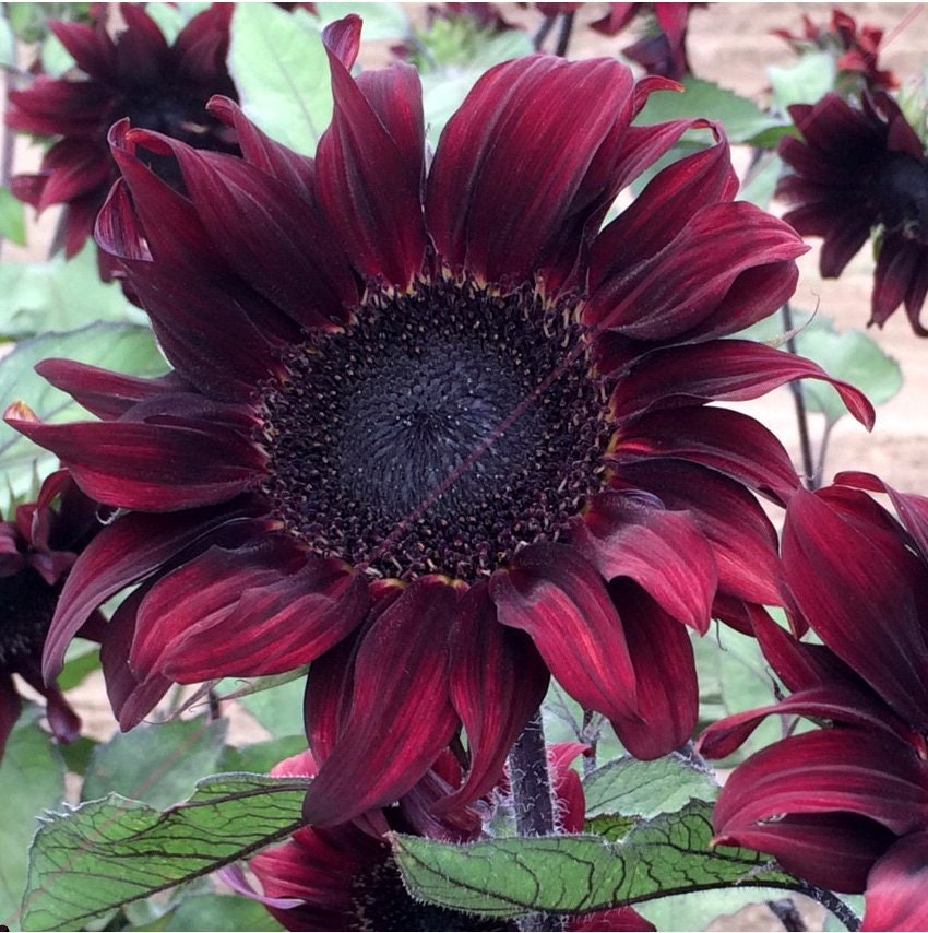 Red Hedge Sunflower Seeds - Attracts Bees & Butterflies, 25+ seeds