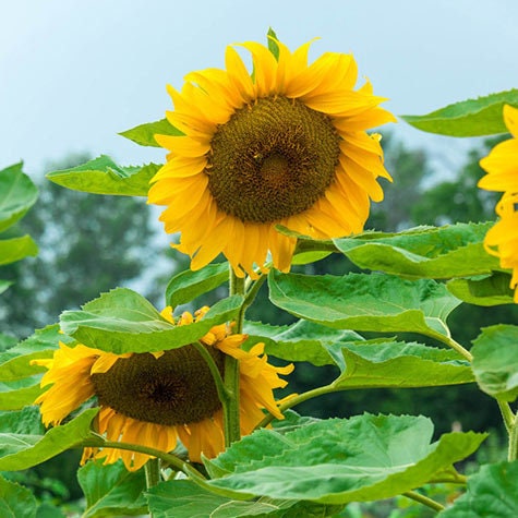 Royal Hybrid 1121 Sunflower Seeds, 25+ seeds