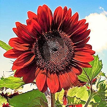 Procut Red Sunflower Seeds - Attracts Bees & Butterflies, 25+ seeds